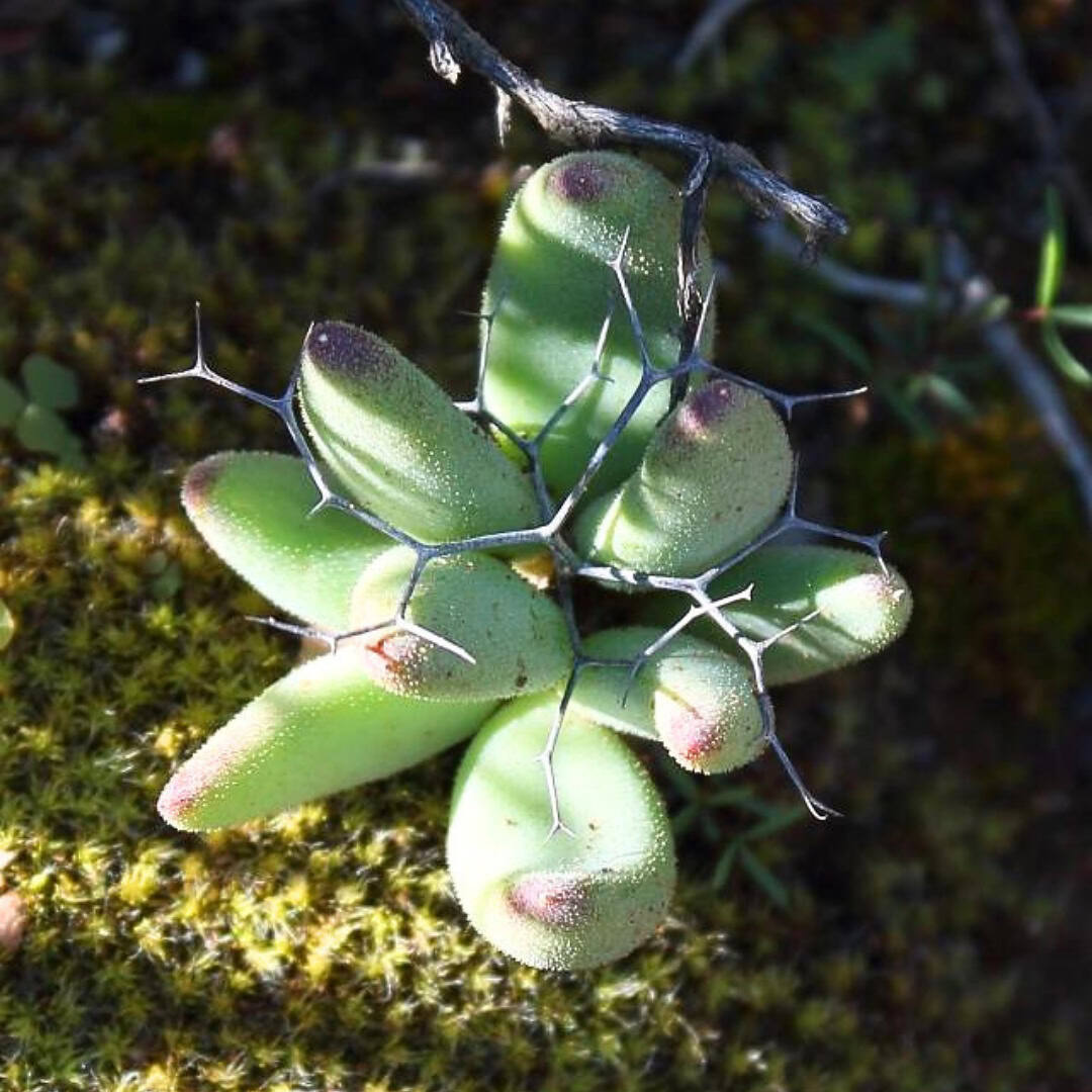 Tylecodon reticulatus
