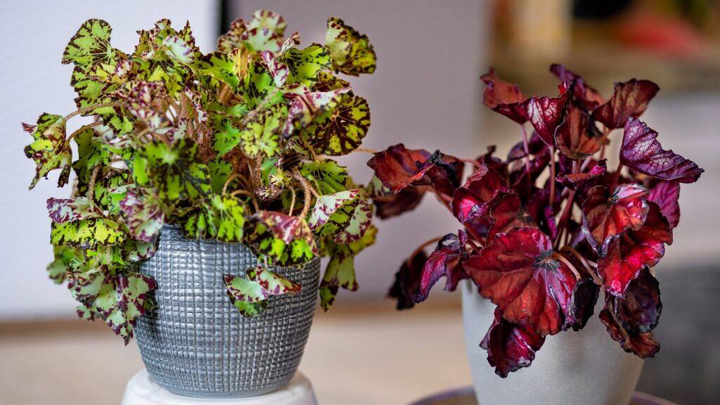 Types of Begonias: 42 Stunning Varieties and How to Care for Them at Home