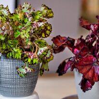 Types of Begonias: 42 Stunning Varieties and How to Care for Them at Home
