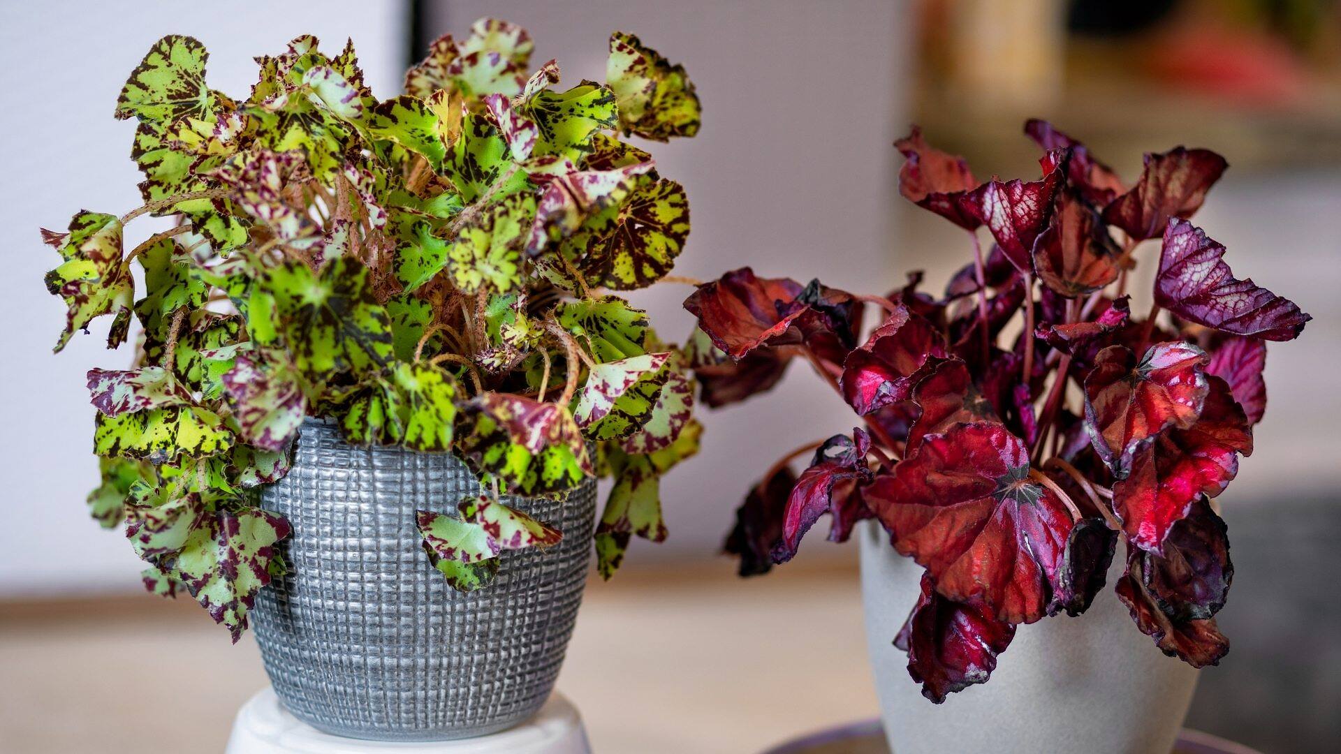 Types of Begonias: 42 Stunning Varieties and How to Care for Them at Home