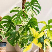 Variegated Plant Turning Green? Why It Happens and How to Fix It