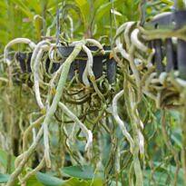 Velamen Roots: What Orchid and Anthurium Roots Reveal About Watering