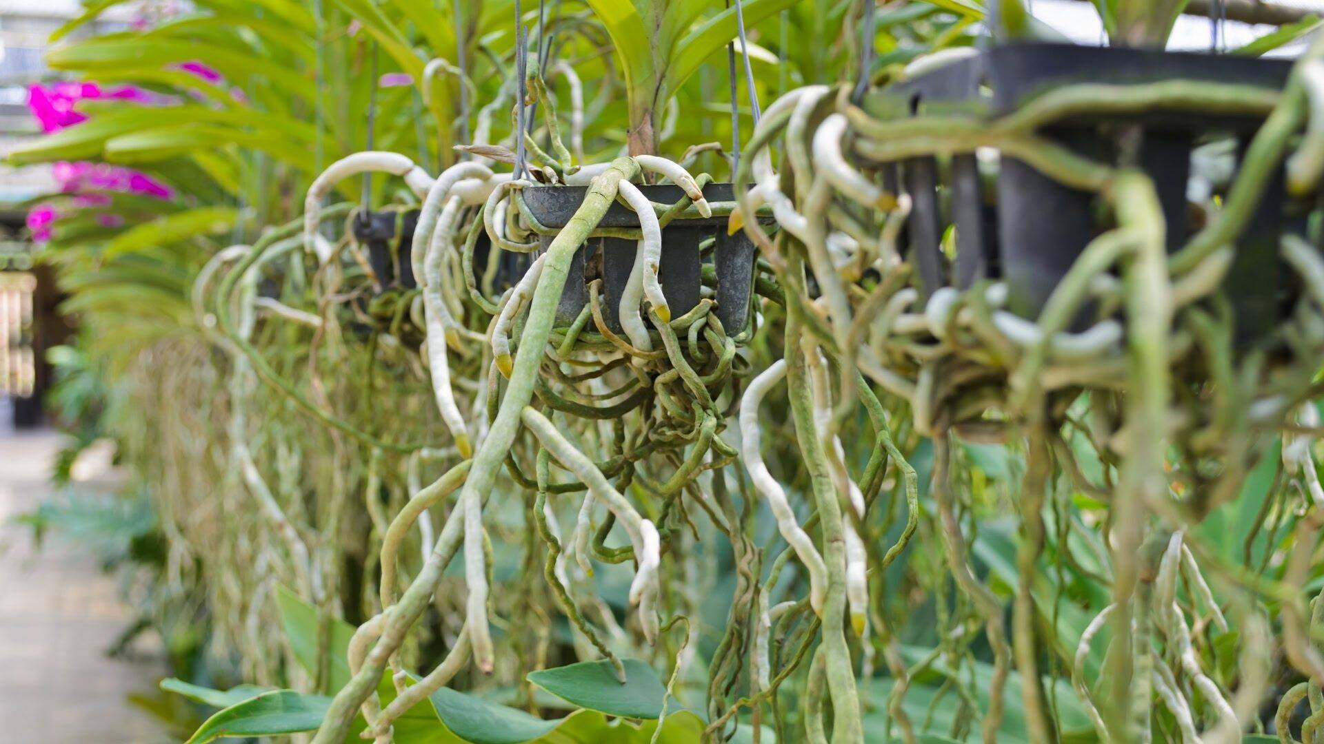 Velamen Roots: What Orchid and Anthurium Roots Reveal About Watering