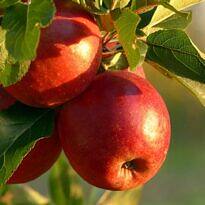 Winter Pruning Fruit Trees: 12 Varieties to Trim and How to Do It Right