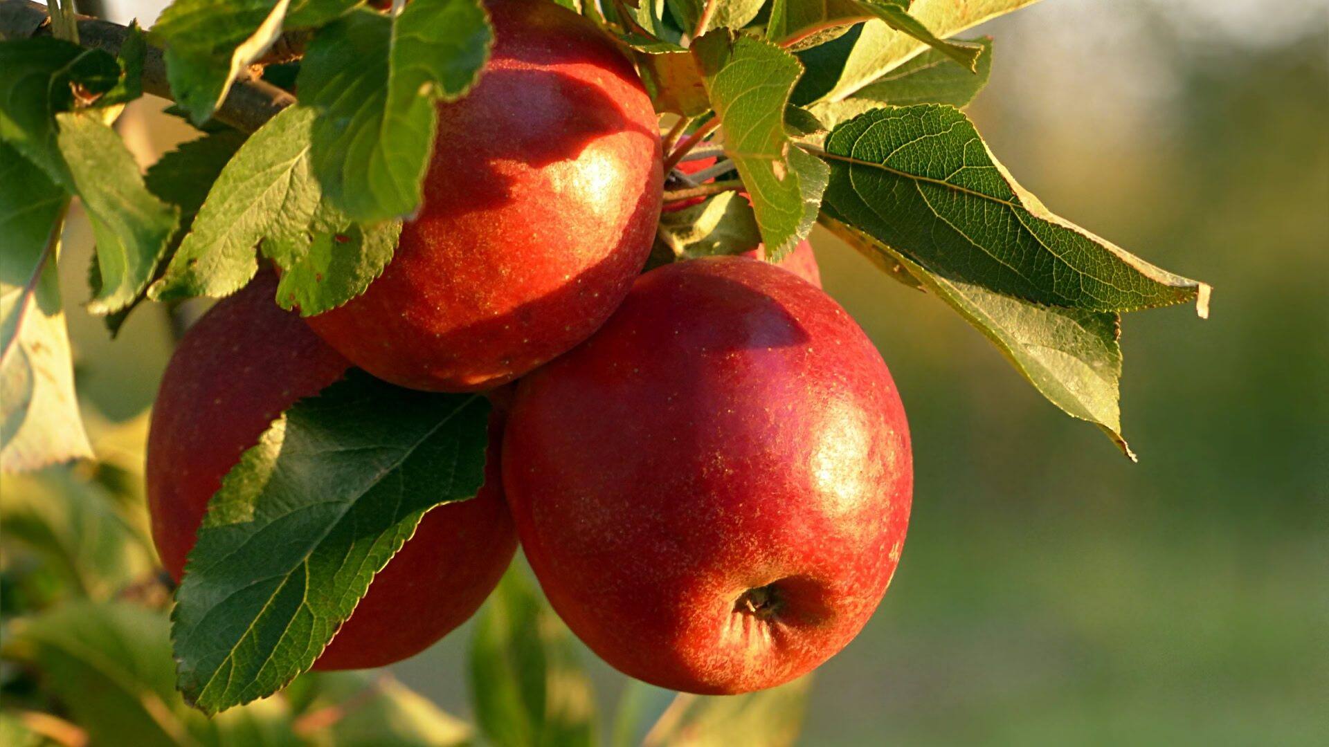 Winter Pruning Fruit Trees: 12 Varieties to Trim and How to Do It Right