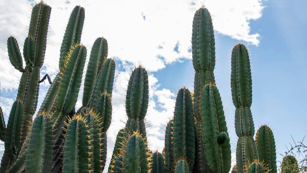 Mandacaru - Cereus jamacaru