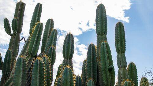 Home Mandacaru - Cereus jamacaru