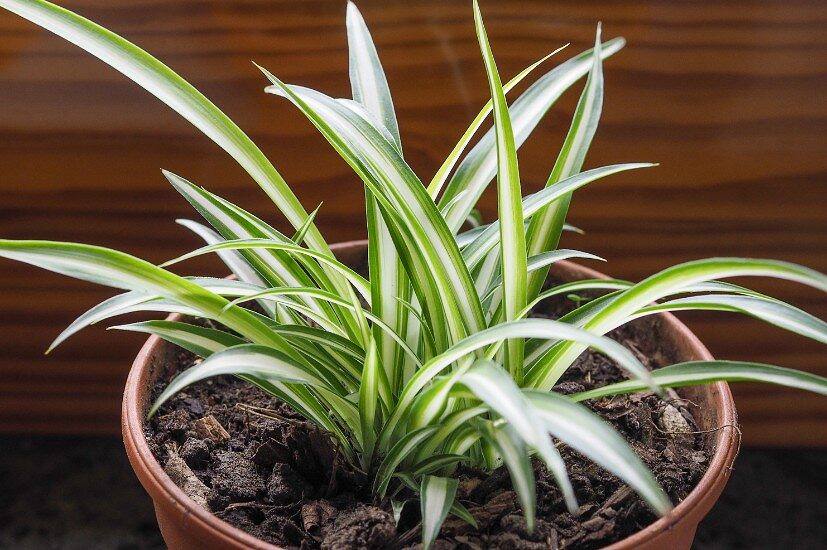 Spider Plant - Chlorophytum comosum