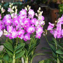 Home Cooktown Orchid - Dendrobium bigibbum