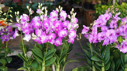 Cooktown Orchid - Dendrobium bigibbum