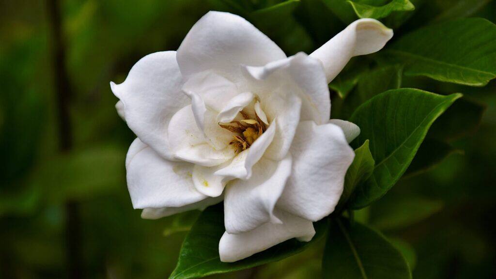 Gardenia - Gardenia jasminoides