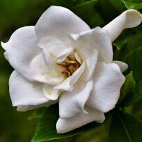 Home Gardenia - Gardenia jasminoides
