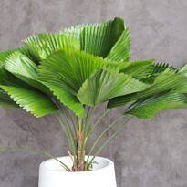 Large Living Room Plants: 21 Statement Picks That Transform Your Space