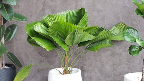 Home Large Living Room Plants: 21 Statement Picks That Transform Your Space