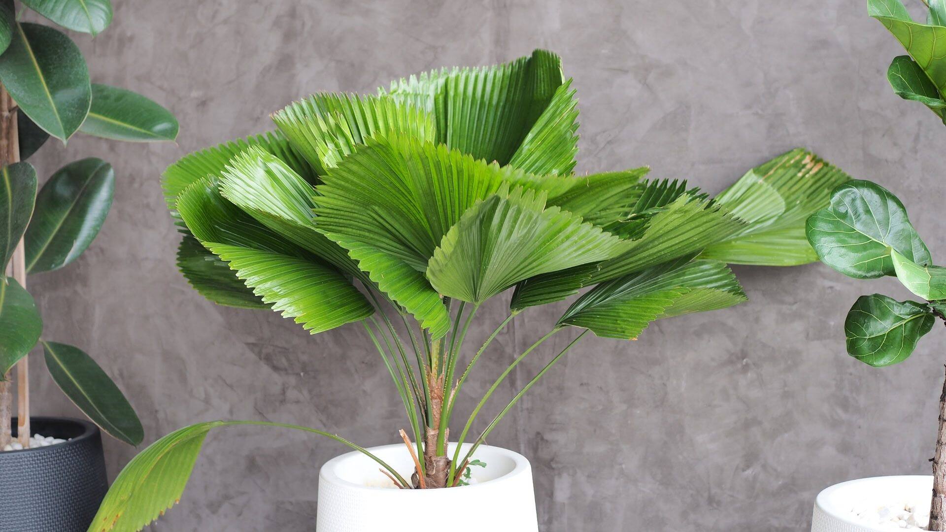 Large Living Room Plants: 21 Statement Picks That Transform Your Space