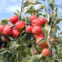 Apple - Malus domestica