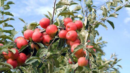 Home Apple - Malus domestica