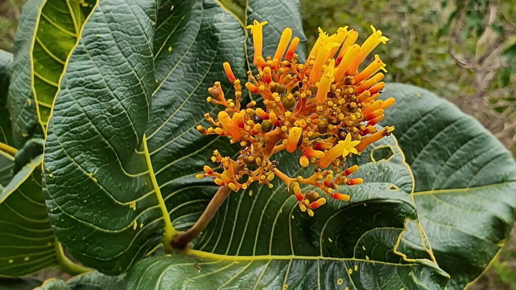 Native Savanna Plants: 35 Picks to Grow in Your Garden