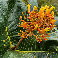 Native Savanna Plants: 35 Picks to Grow in Your Garden