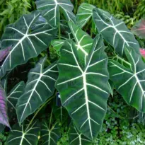 Home Green Velvet Alocasia - Alocasia micholitziana