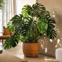 Pinterest Plant Trends 2026: 10 Most-Saved Houseplants of the Year